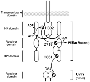 BarAUvrY Scheme